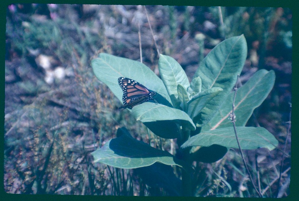 Monarch Butterfly on Milkweed 1975